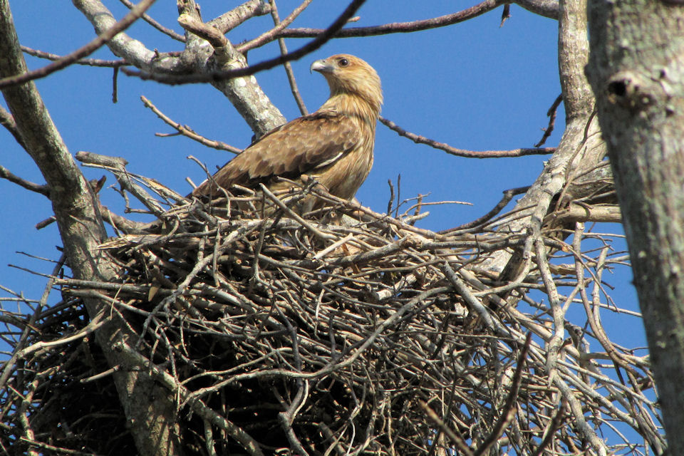 Whistling Kite (Haliastur sphenurus)